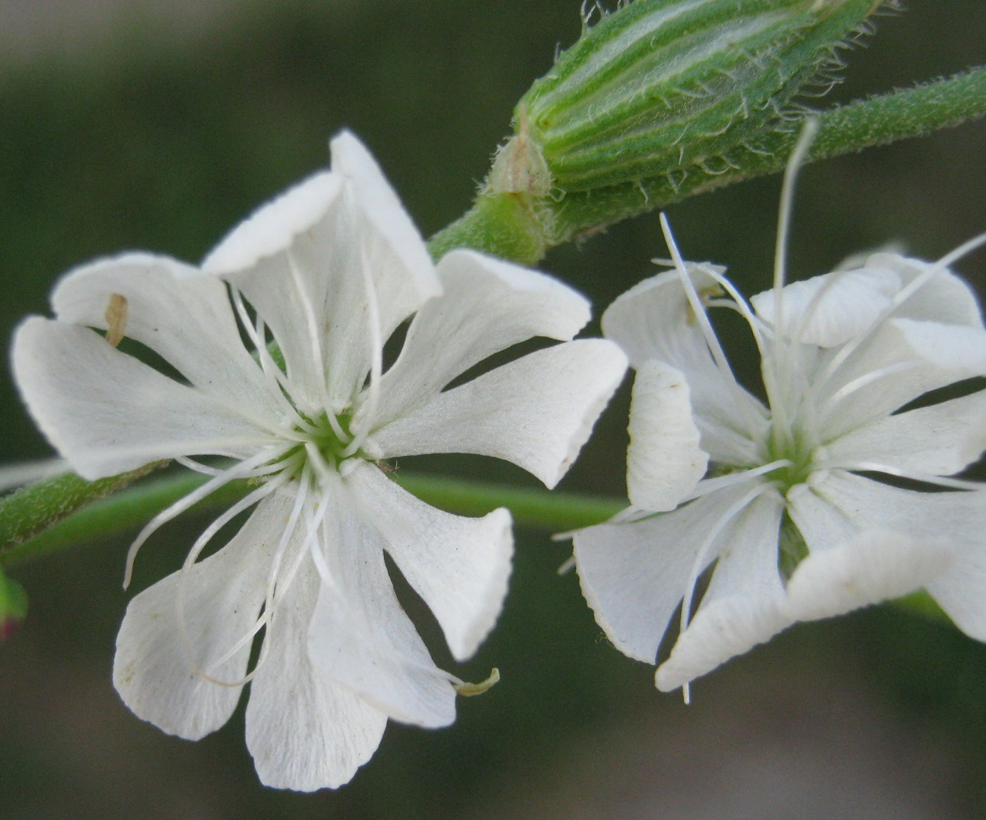 Image of Silene dichotoma specimen.