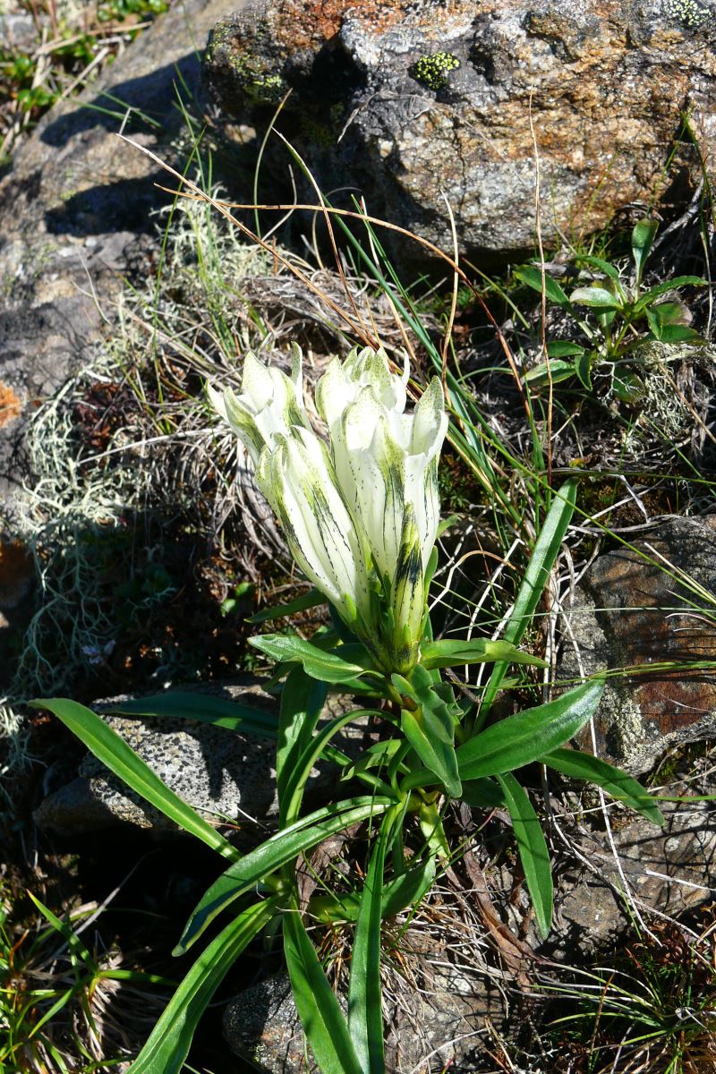 Изображение особи Gentiana algida.