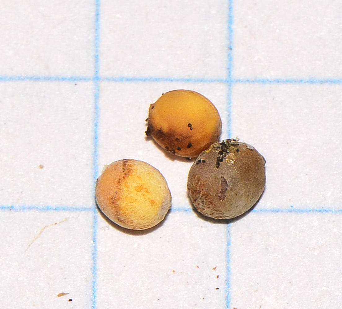 Image of Euphorbia balsamifera specimen.