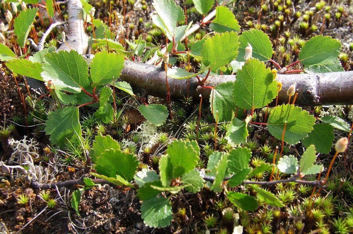 Изображение особи Betula &times; alpestris.