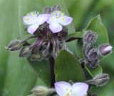 Tradescantia cerinthoides