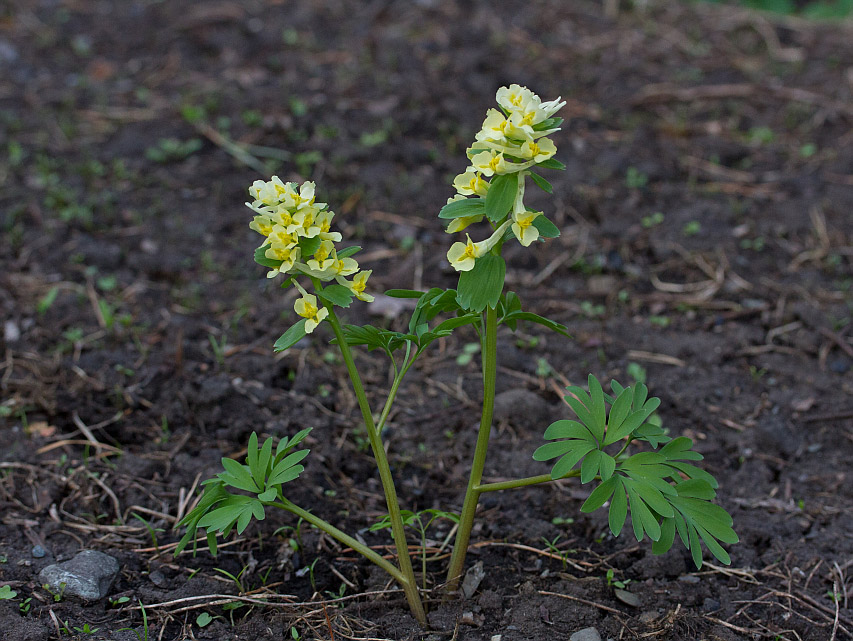Image of Corydalis bracteata specimen.