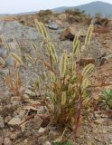 genus Setaria. Плодоносящее растение. Приморье, Хасанский р-н, п-oв Гамова, сопка на побережье, выходящая на бухту Витязь. 02.10.2016.