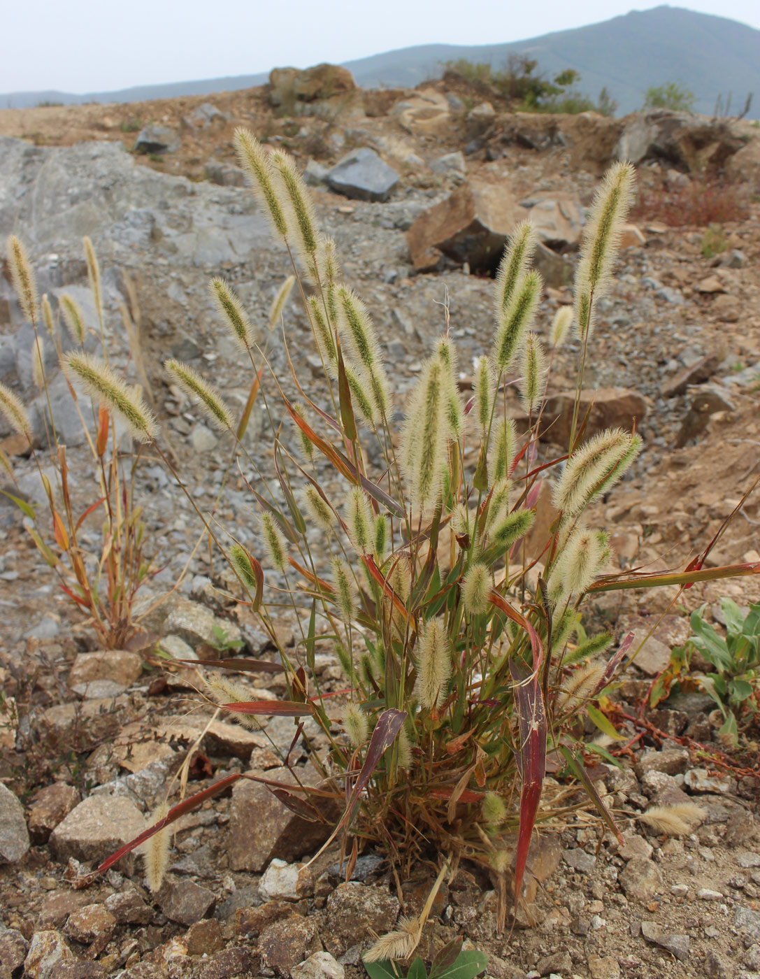 Image of genus Setaria specimen.