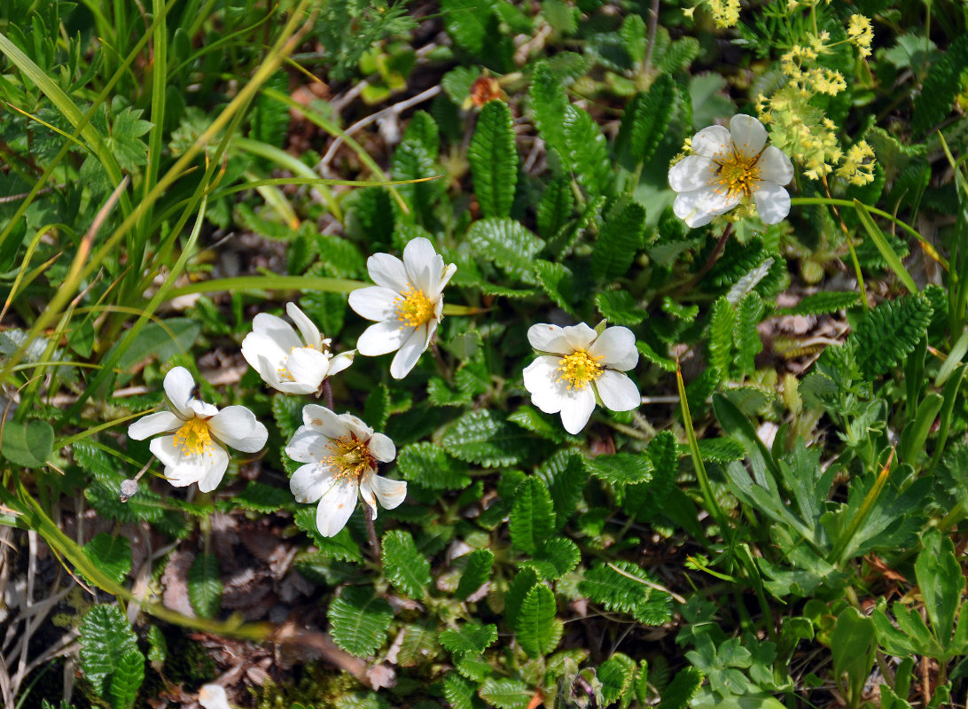 Изображение особи Dryas caucasica.