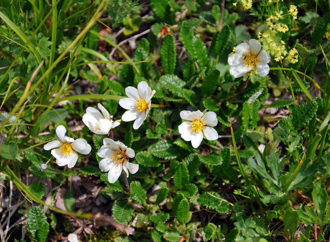 Image of Dryas caucasica specimen.