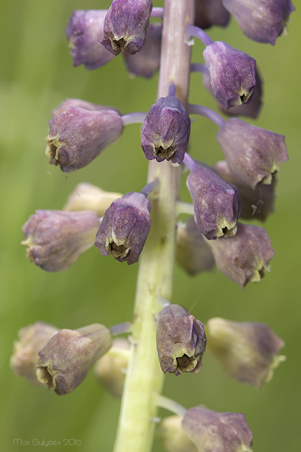 Image of Leopoldia comosa specimen.