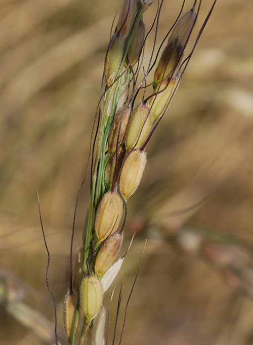 Изображение особи Oryza sativa.