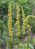 Verbascum nigrum. Верхушки цветущих растений. Республика Татарстан, г. Казань, окр. пос. Щербаковка, долина р. Казанка, правый берег, пойменный луг между руслом реки и старицей (озеро Голубое). 21.06.2015.