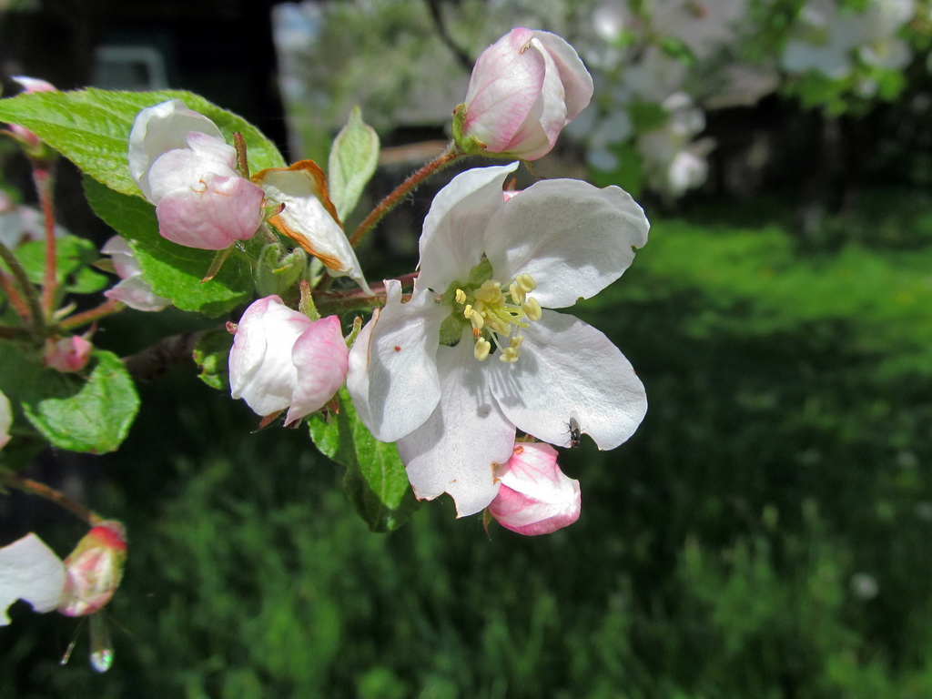 Изображение особи Malus domestica.