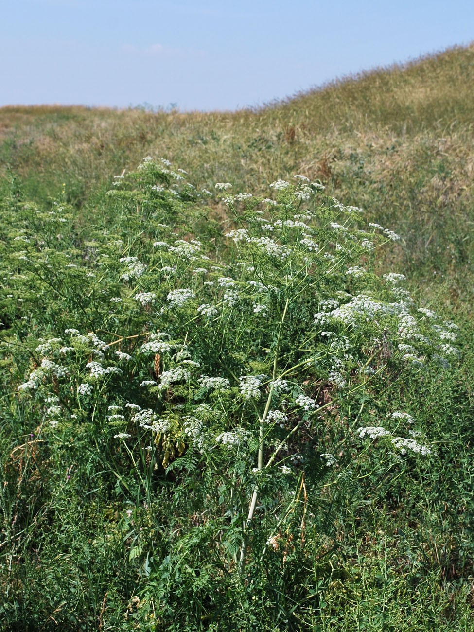 Изображение особи Conium maculatum.