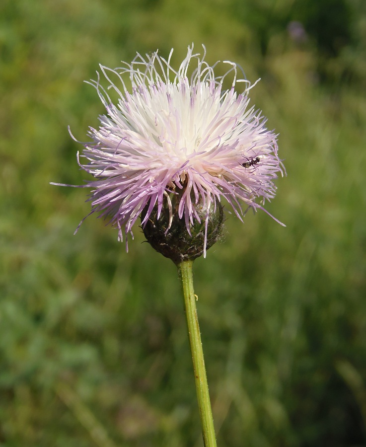 Image of Klasea radiata specimen.