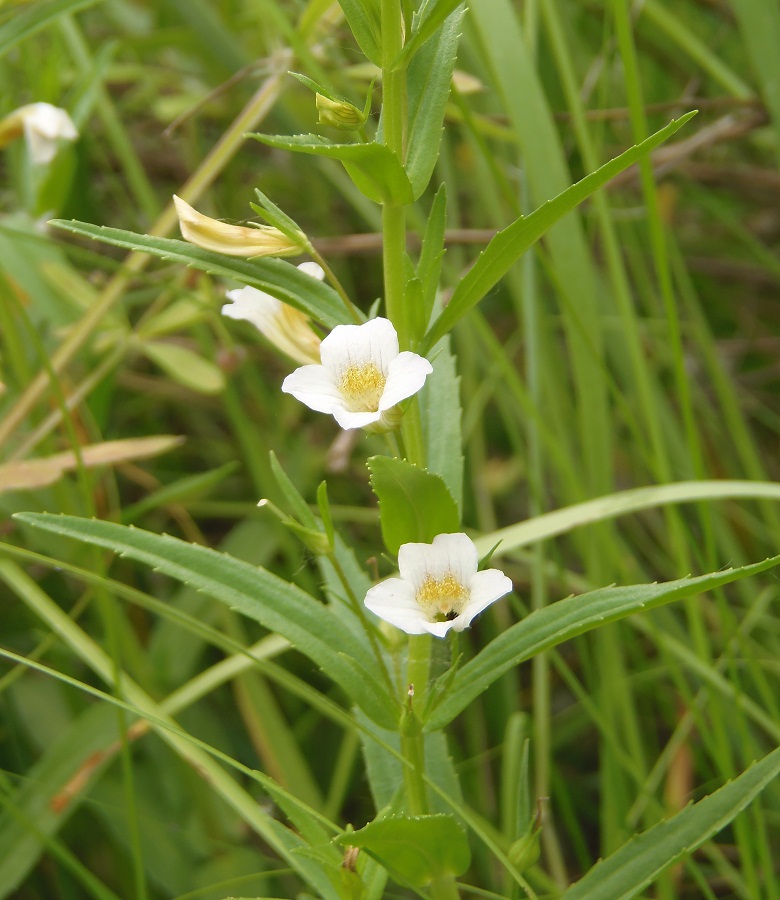 Image of Gratiola officinalis specimen.