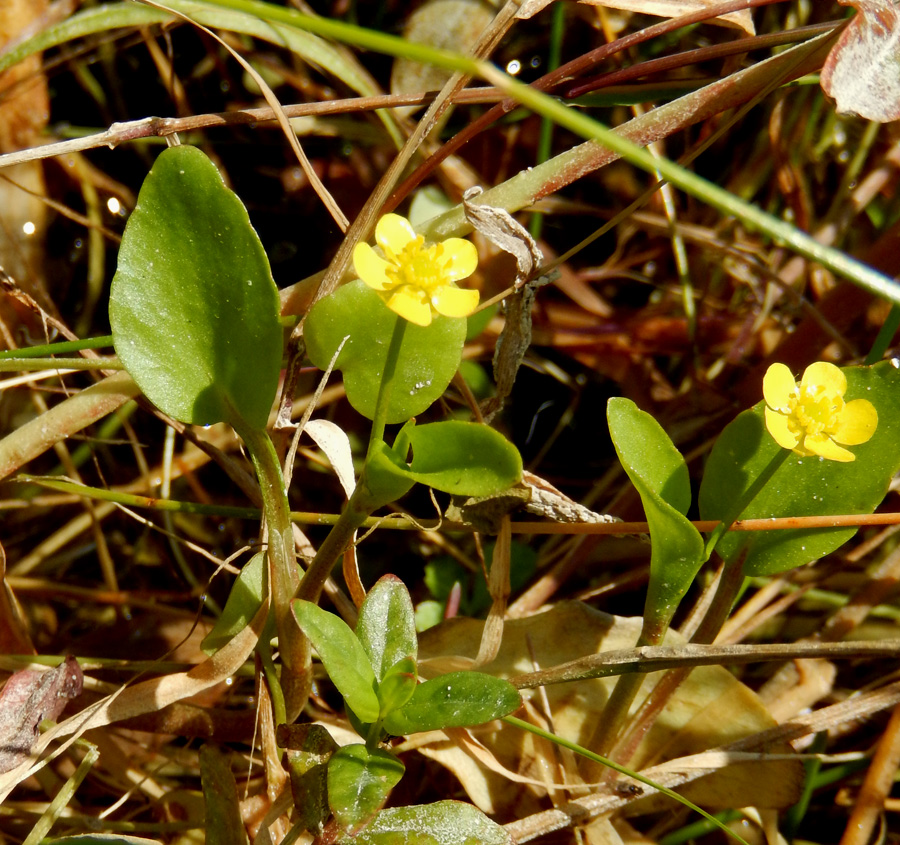 Image of Ranunculus ophioglossifolius specimen.