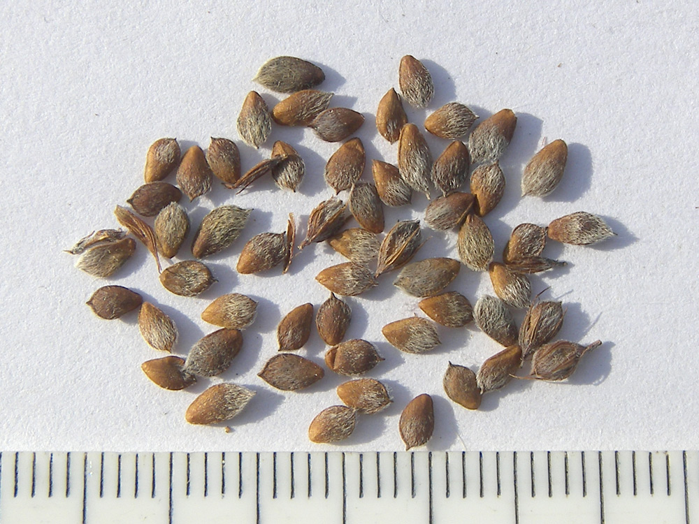 Image of Lespedeza inschanica specimen.