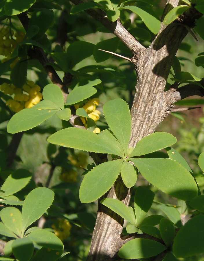 Image of Berberis vulgaris specimen.