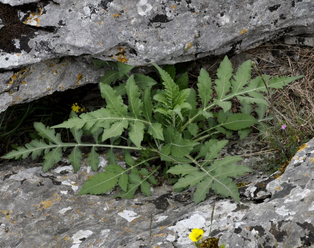 Image of Cephalaria ambrosioides specimen.