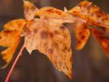 Acer negundo