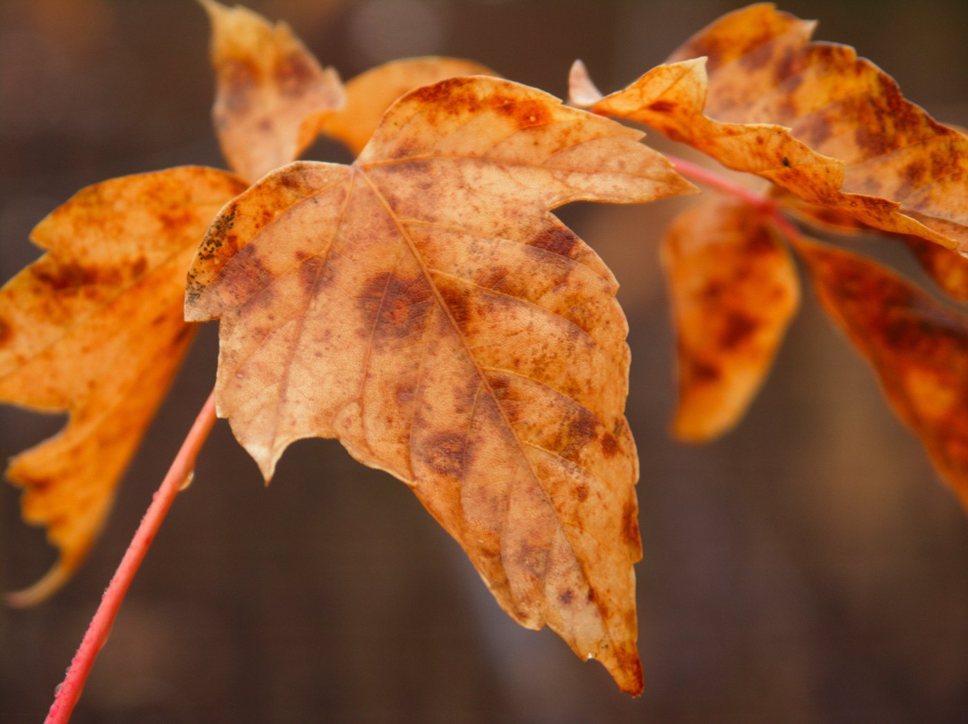 Image of Acer negundo specimen.