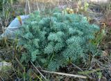 familia Apiaceae. Вегетирующее растение. Португалия, округ Порталегри, окр. г. Elvas. Январь.