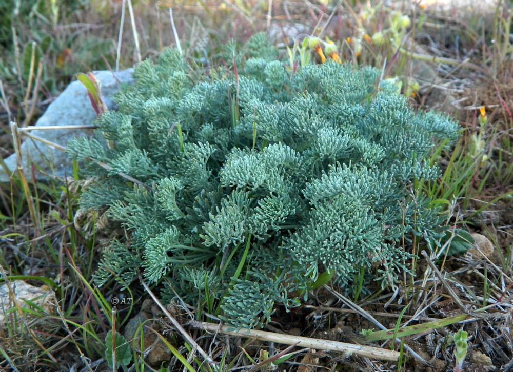 Изображение особи семейство Apiaceae.