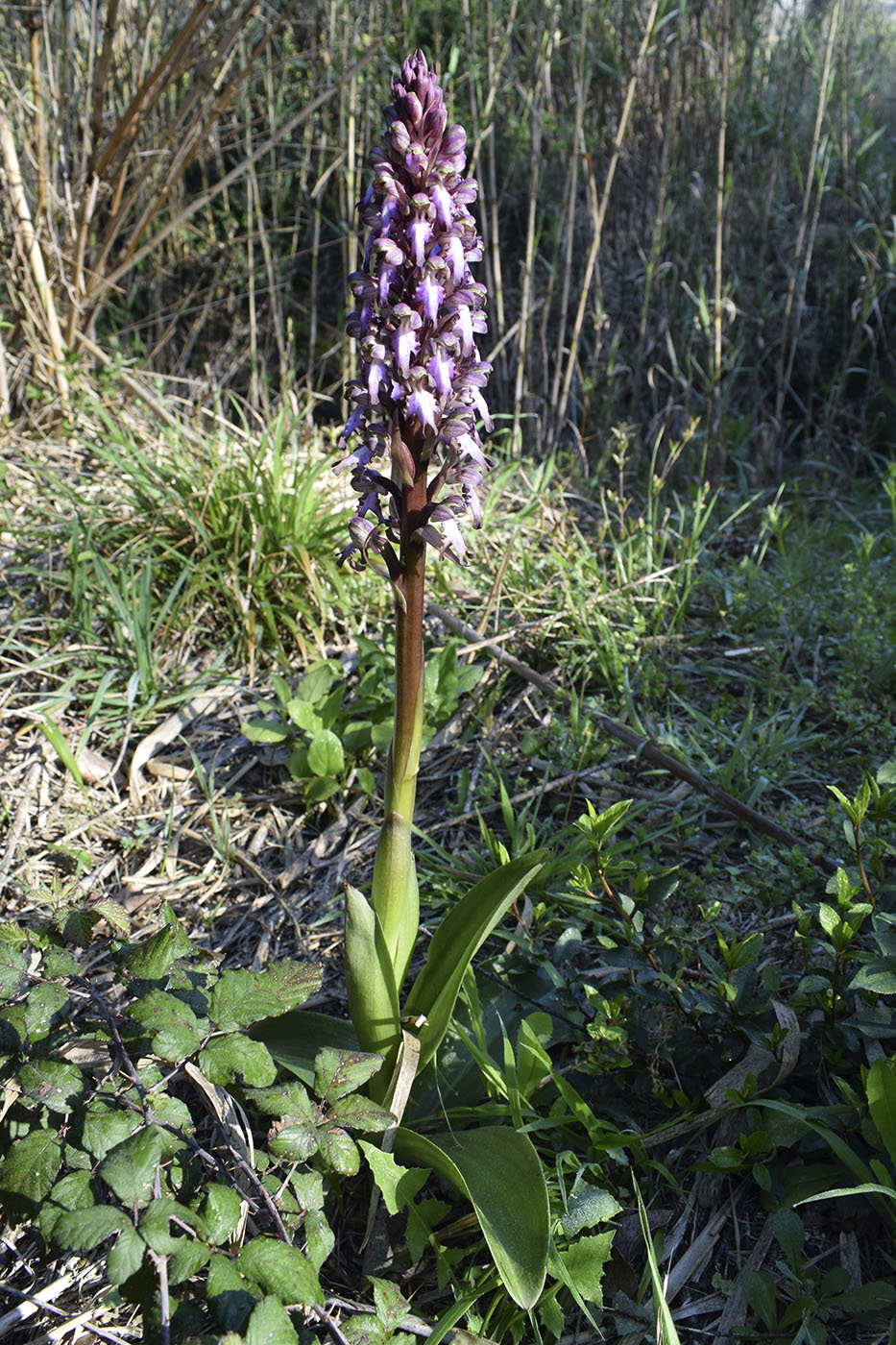 Image of Himantoglossum robertianum specimen.