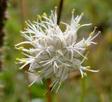 Allium kirilovii