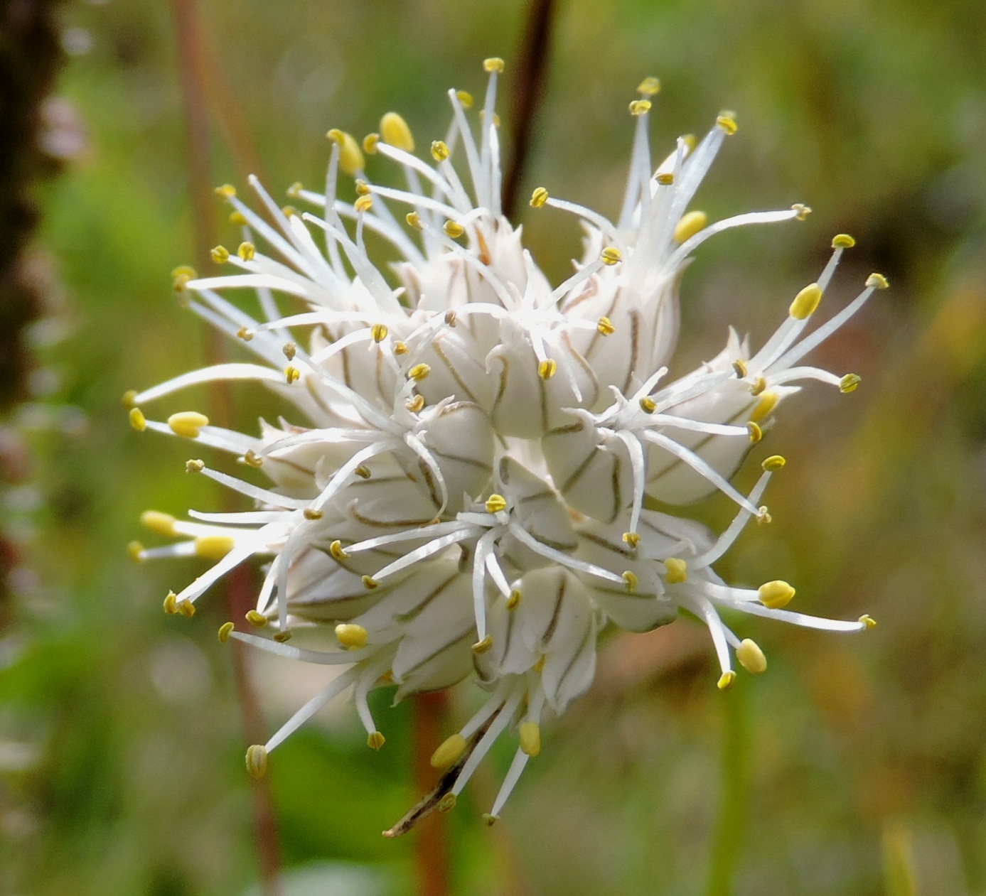 Image of Allium kirilovii specimen.