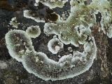 Image of taxon representative. Author is Игорь Павлов