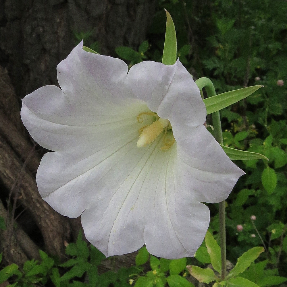 Image of Ostrowskia magnifica specimen.