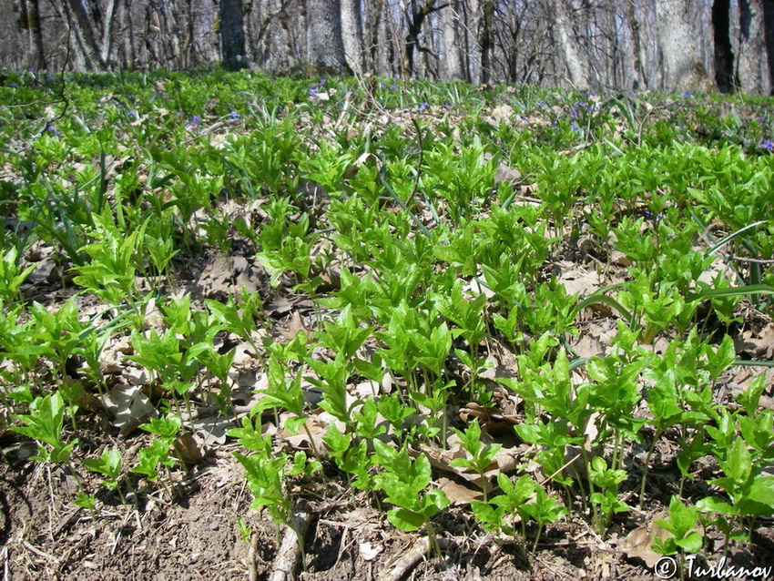 Изображение особи Mercurialis perennis.