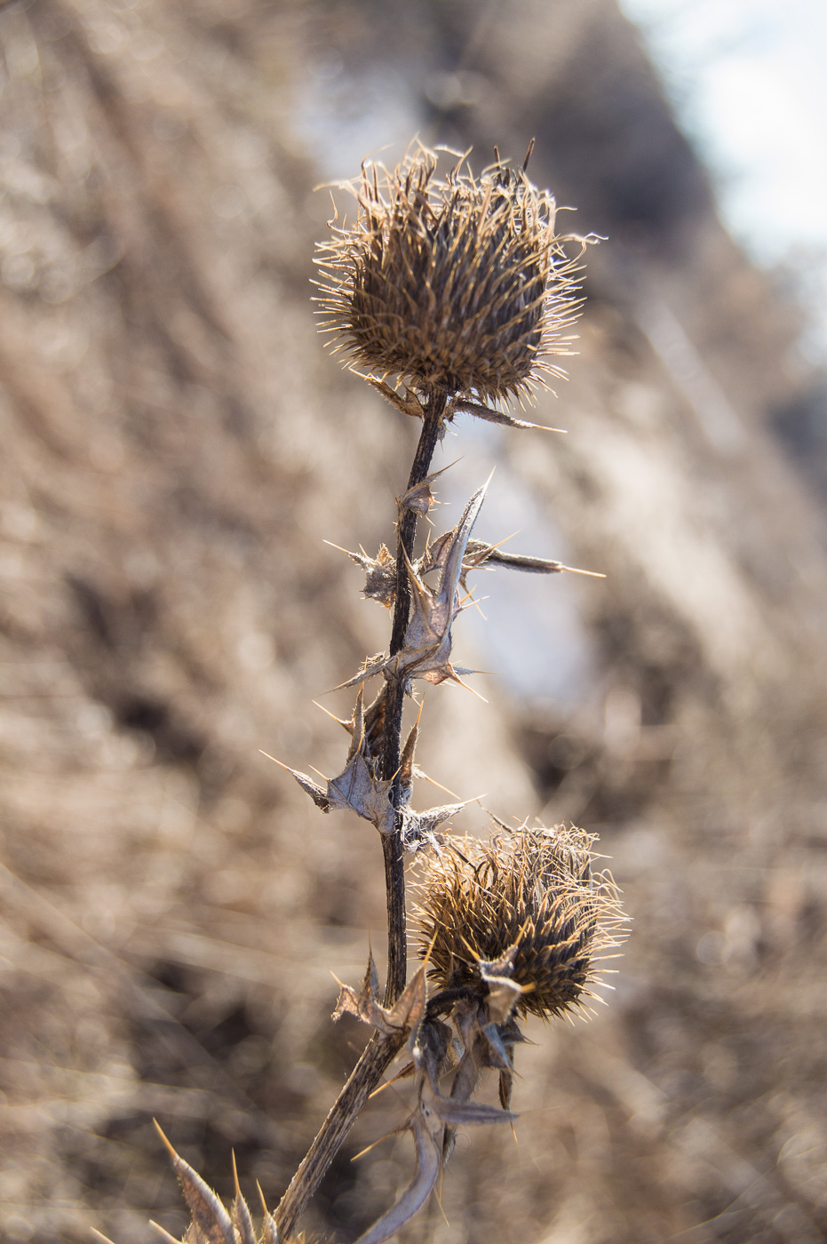 Изображение особи Cirsium serrulatum.