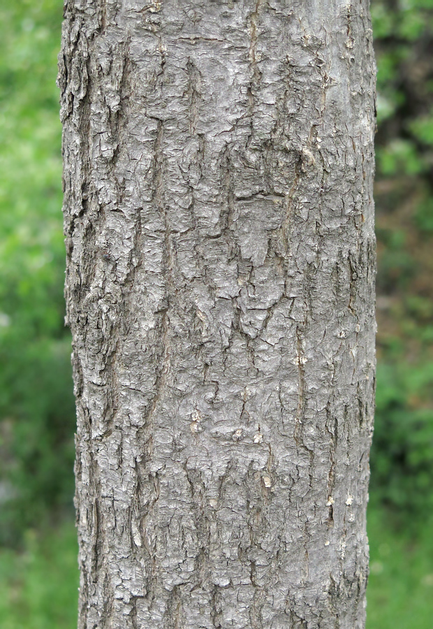 Image of Eucommia ulmoides specimen.