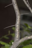 genus Crataegus. Развилка ветвей с шипами. Саратов, в культуре. 14.05.2017.