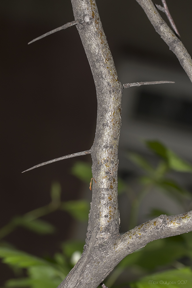 Image of genus Crataegus specimen.