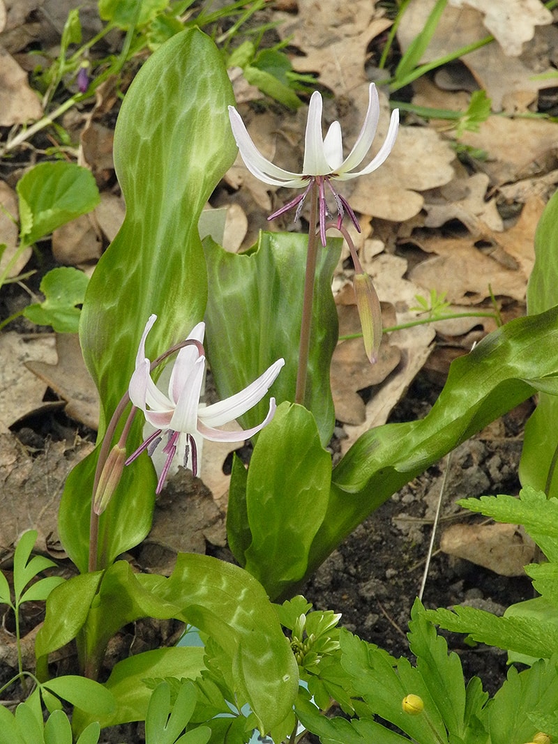 Image of Erythronium hendersonii specimen.