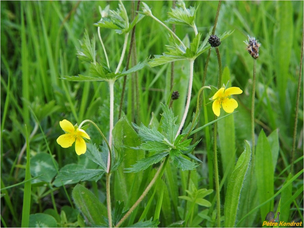 Изображение особи Potentilla erecta.