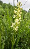 Platanthera chlorantha