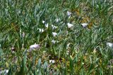 Convolvulus lineatus. Цветущие растения на ракушечном пляже. Крым, Арабатская стрелка, урочище Рожково. 30.05.2017.