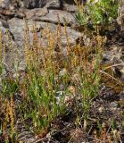 Rumex acetosella