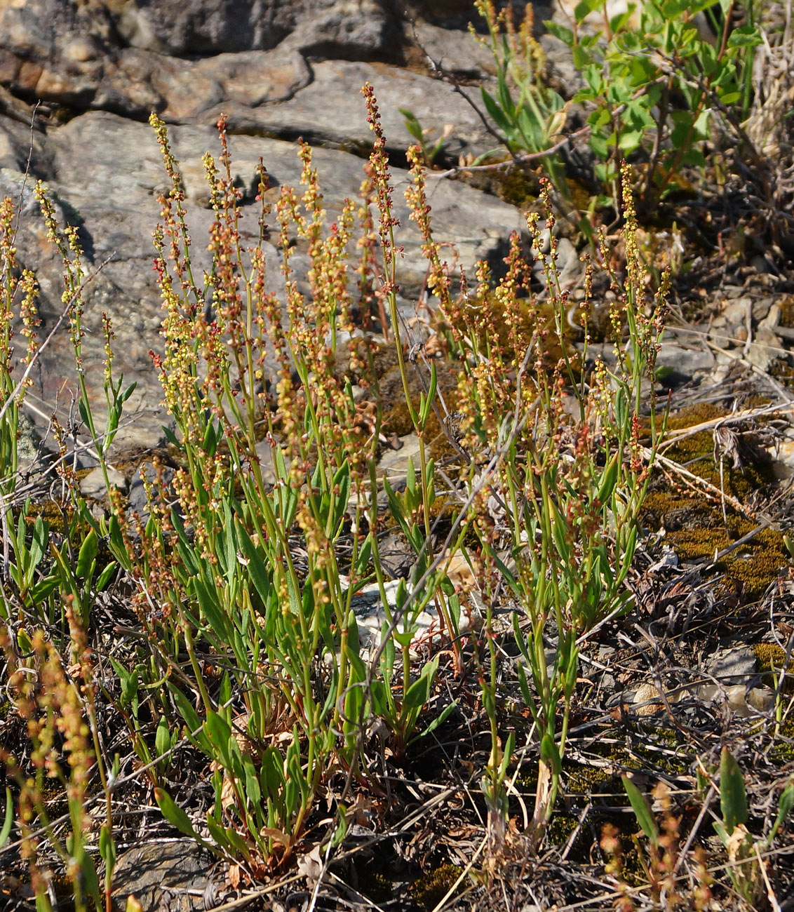 Изображение особи Rumex acetosella.