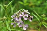 Dontostemon dentatus