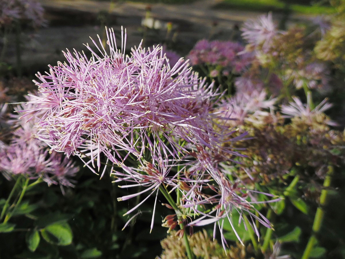 Image of Thalictrum aquilegiifolium specimen.