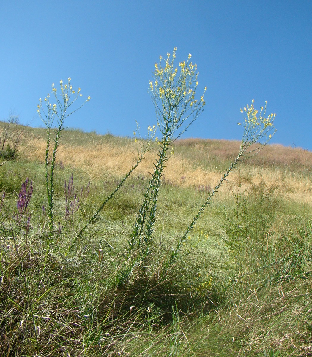 Изображение особи Linaria genistifolia.