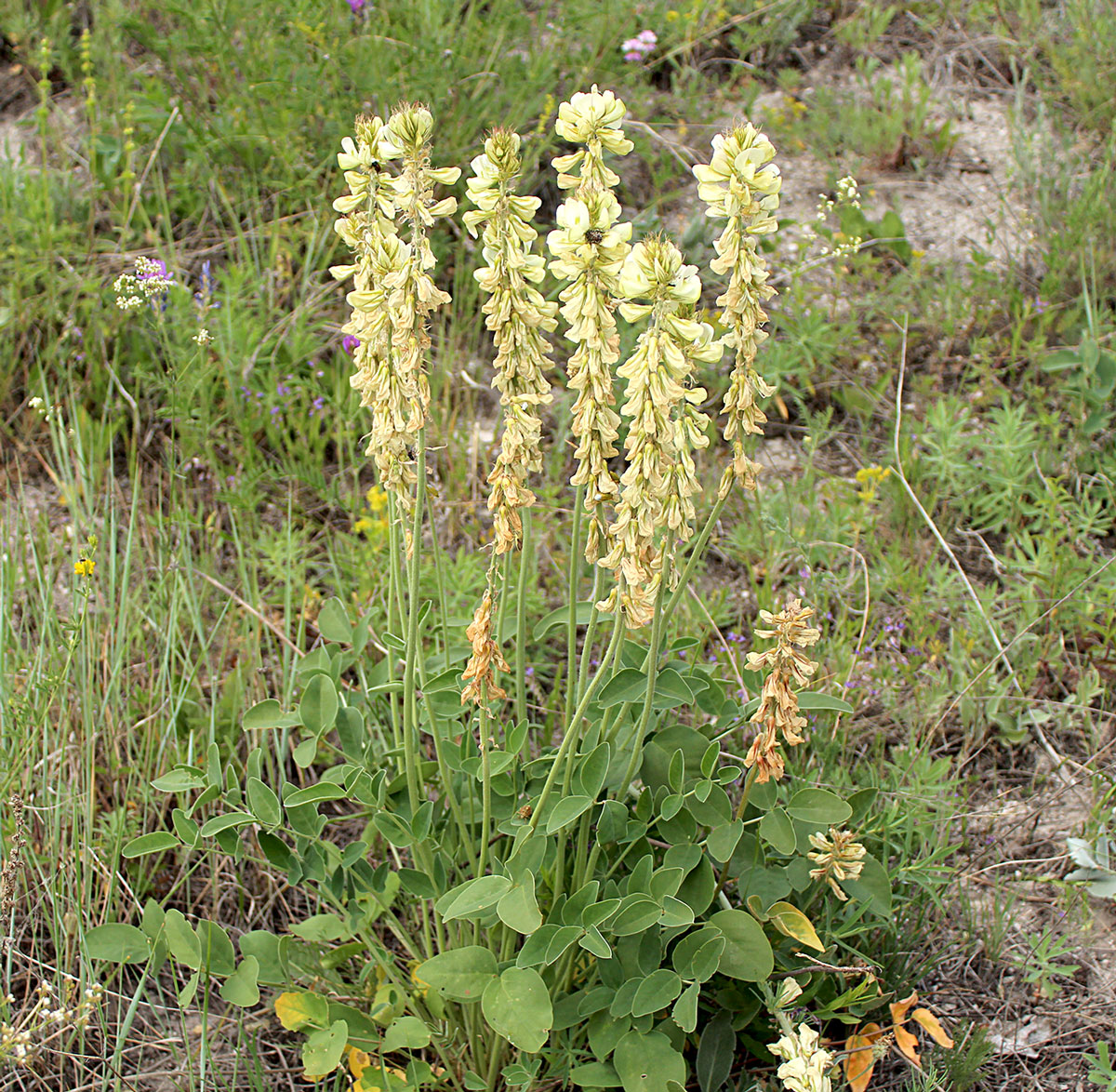 Image of Hedysarum grandiflorum specimen.