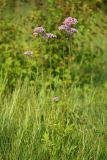 Valeriana amurensis. Цветущие растения. Приморский край, окр. пгт Ольга, долина р. Ольга, на лугу. 06.07.2017.