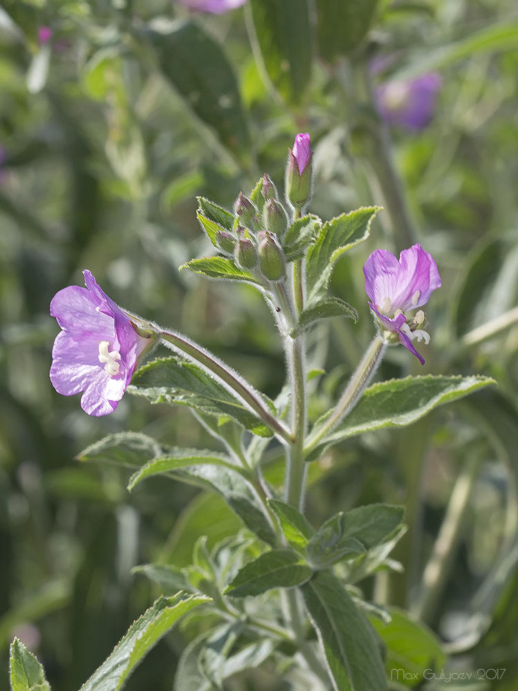 Image of Epilobium villosum specimen.