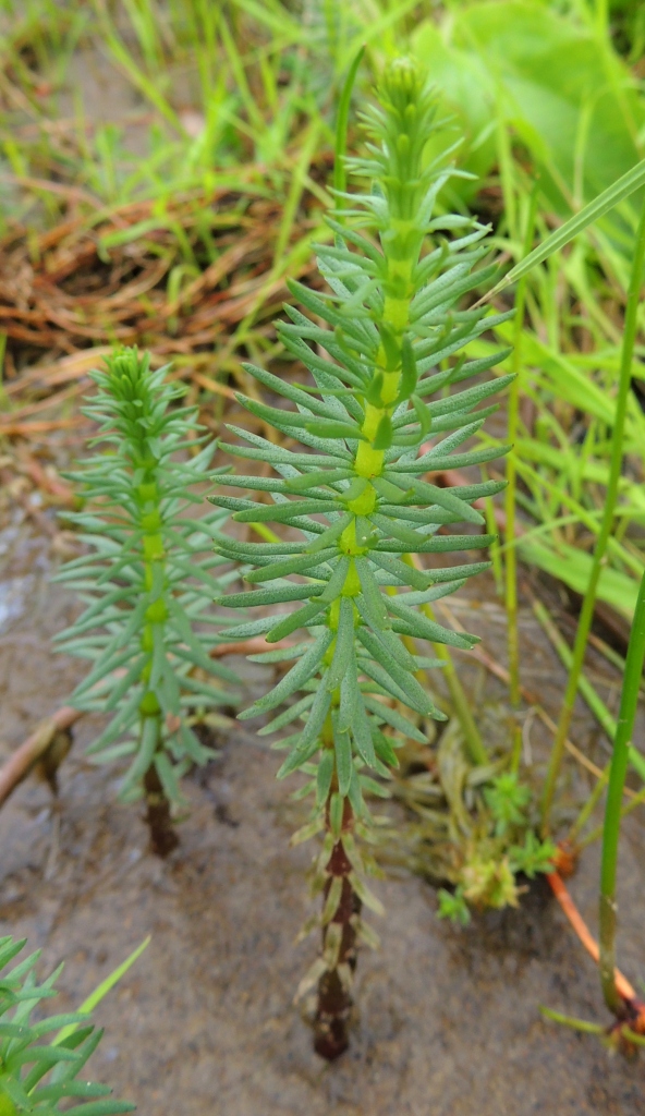 Изображение особи Hippuris vulgaris.