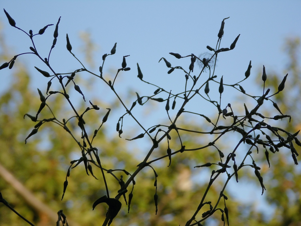 Image of Lactuca serriola specimen.