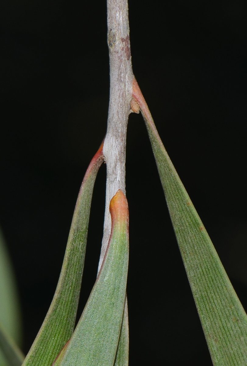 Image of Hakea multilineata specimen.